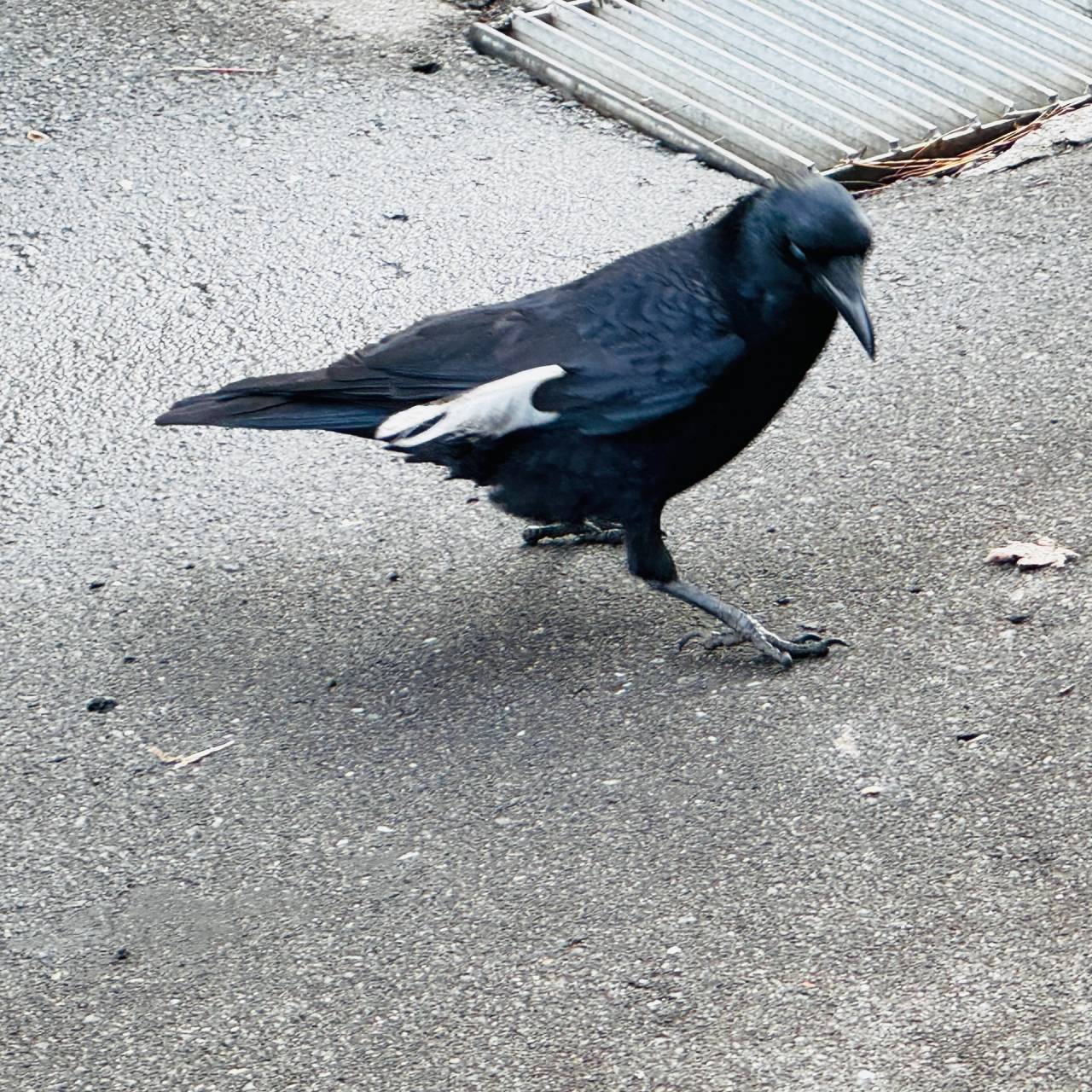 最後のオーラ【北海道 株式会社クレセント】